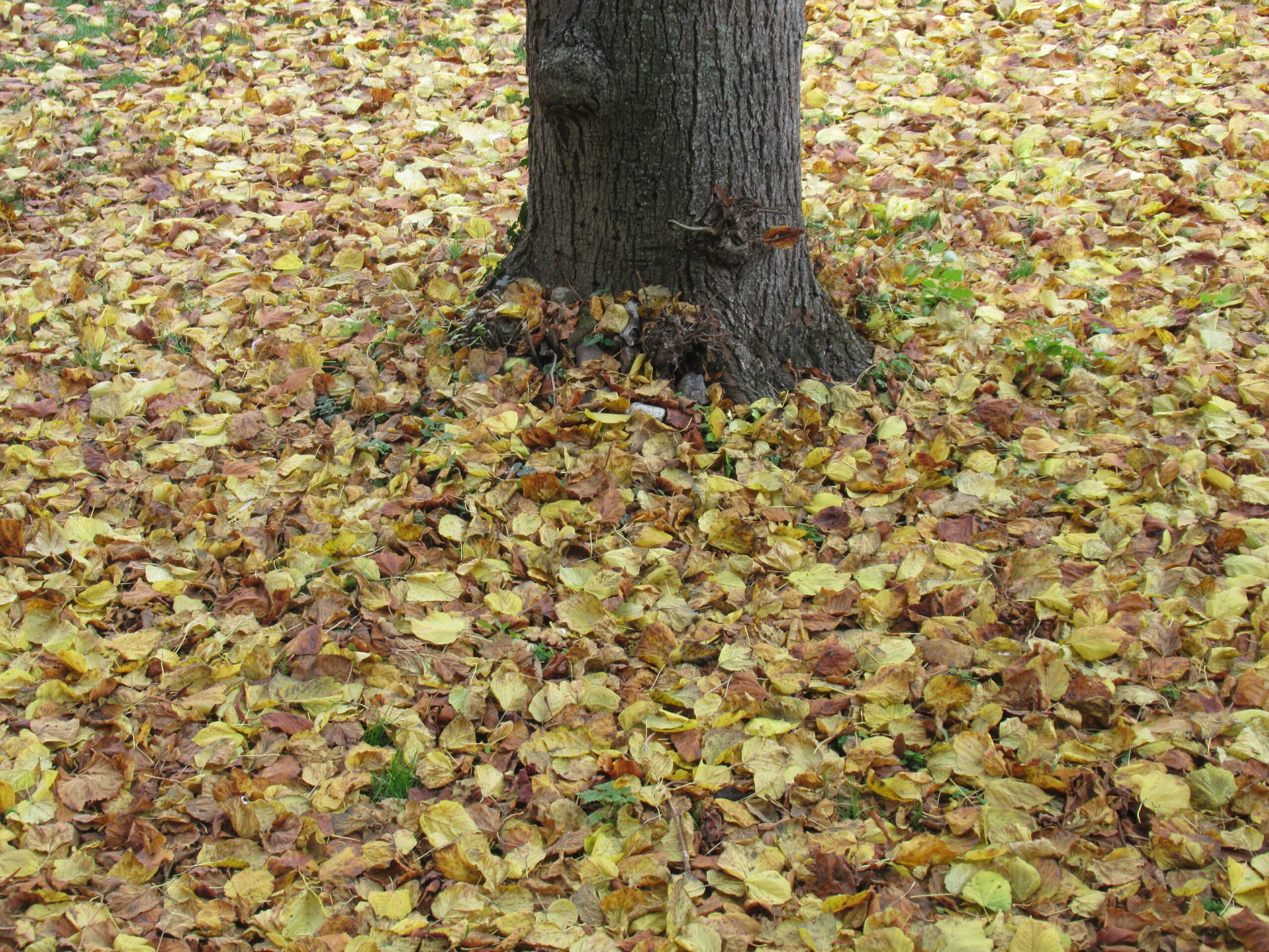 Méditation dimanche 3 novembre 2024