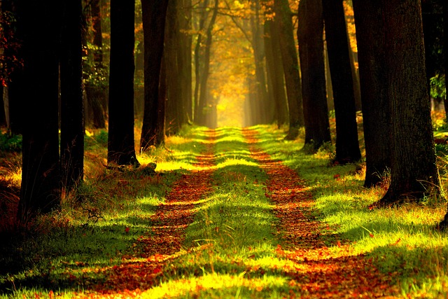 https://region-nord-normandie.epudf.org/wp-content/uploads/sites/8/2026/04/ersi-forest-868715_640.jpg
